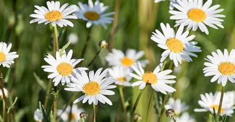 Daisies Flowers Meaning | Best Flower Site