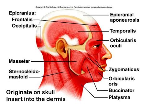 PPT - The major muscle groups Axial muscles- position head and spinal ...