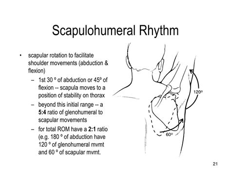 PPT - Upper Extremity Shoulder Complex Elbow Wrist (Hand) PowerPoint ...