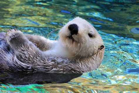 The Typical Diet of Sea Otters