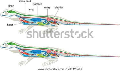 582 Lizard Anatomy Images, Stock Photos & Vectors | Shutterstock