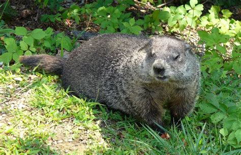 Woodchuck | The Animal Facts | Appearance, Diet, Habitat, Behavior