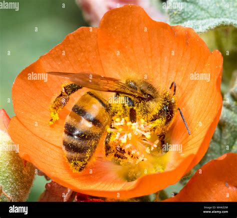 Bee pollinating orange flower Stock Photo - Alamy