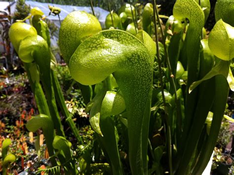 Photo #59847 | Darlingtonia californica | plant lust