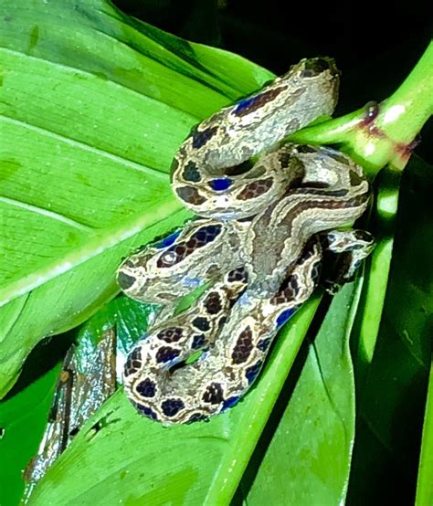 Small Boa Constrictor in Costa Rican Rainforest Stock Image - Image of ...