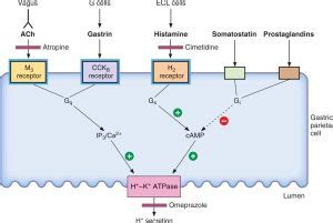 Famotidine - Drugs Details