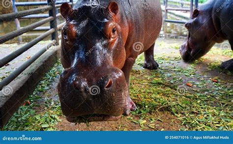 Hippo Eating Grass with Sad Face Stock Photo - Image of animal, happy: 254071016