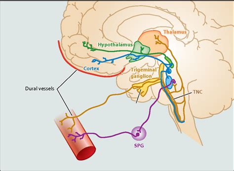 Figure 1 from Calcitonin gene-related peptide (CGRP): a new target for migraine. | Semantic Scholar