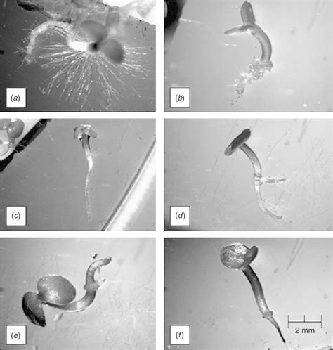 Microscopy images of the development of hypocotyl hairs and root hairs... | Download Scientific ...