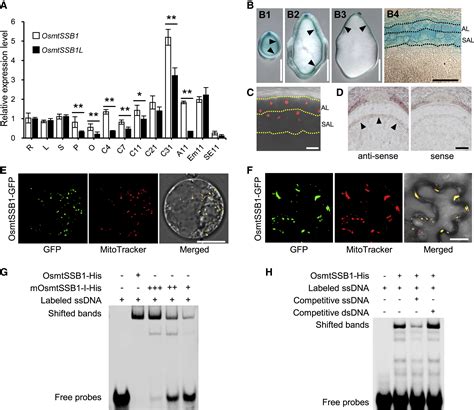 Defective mitochondrial function by mutation in THICK ALEURONE 1 encoding a mitochondrion ...