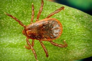 Ticks Pest Control | Betts Pest Control | Wichita, KS