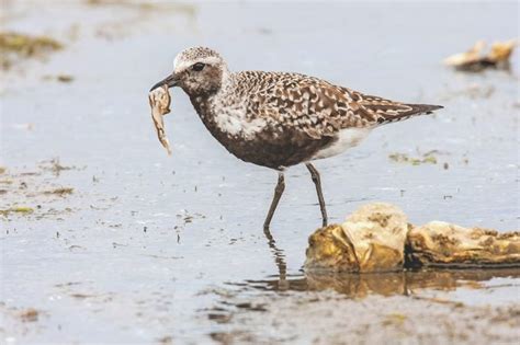 Look for Plover Birds Both on (and off) the Shore - Birds and Blooms