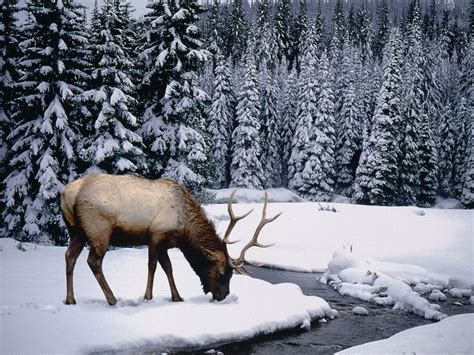 wild animals | Winter wallpaper, Winter pictures, Winter scenes