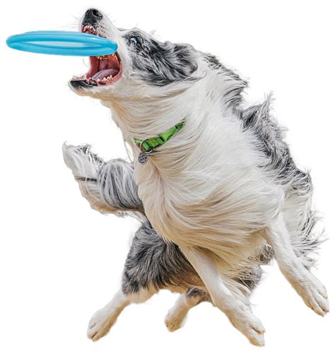 K9 Frisbee Dog Title Certificate Wizard - K9 Frisbee Toss & Fetch ...