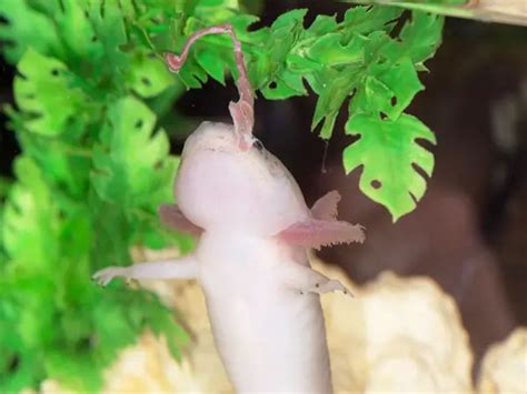 How Much & How Often Do I Feed My Axolotls? - Axolotl Nerd