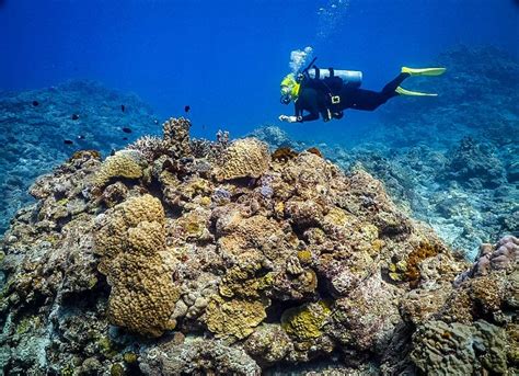 Diving in Japan: Okinawa Diving and Beyond | Two Wandering Soles