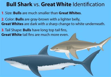 Bull Shark vs. Great White Shark