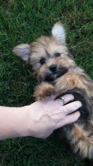 Wicket the Havashire puppy. | Cute dogs, Puppies, Pet dogs