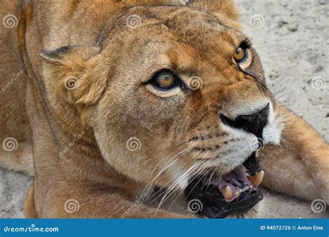 Close Up Portrait of Angry Furious Lioness Roar Stock Photo - Image of ...