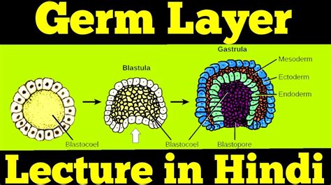 Gastrulation - Germ Layers: Ectoderm, Mesoderm & Endoderm | For NEET ...