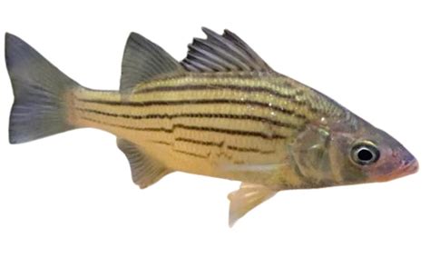 Yellow Bass | Species Breakdown