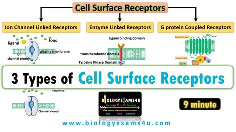 3 Types of Cell Surface Receptors|| Ion Channel Linked Receptors ...