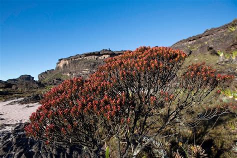 Premium Photo | Summit of mount roraima volcanic stones and red endemic ...