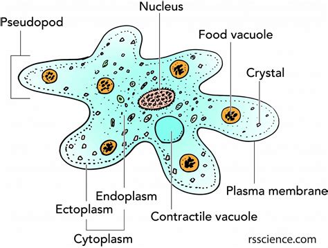 Amoeba Cell Diagram