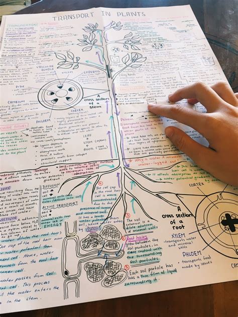 strange lil' kid — biology notes :: transport in plants | Science notes ...