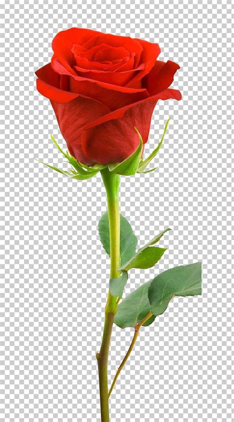 Desktop Rose High-definition Television Stock Photography PNG, Clipart ...