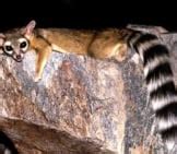 Ringtail - Description, Habitat, Image, Diet, and Interesting Facts