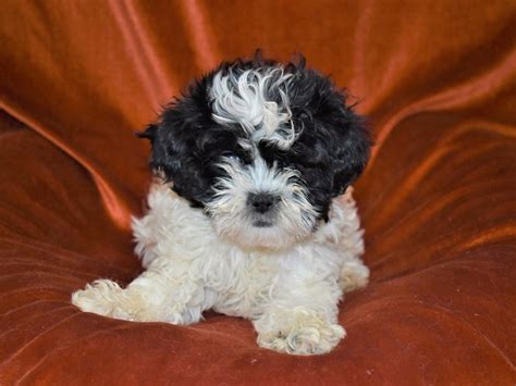 Shih-Poo-DOG-Female-White and Black-3443511-Petland Dunwoody