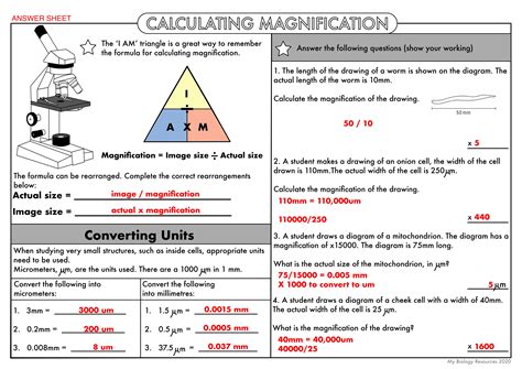 Biological Magnification Worksheet