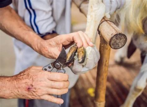 How To Trim Goat Hooves Safely? A Beginner’s Guide - Sand Creek Farm