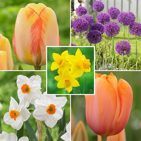 Assorted Heat Tolerant Collection - 100 count - Longfield Gardens