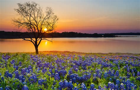 Texas Bluebonnet field blooming in the spring by a lake at sunset - Dr. Mike Brooks