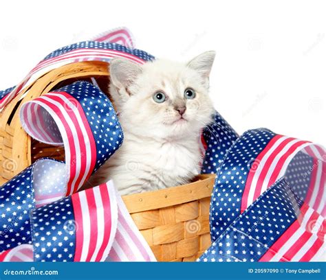 Cute Kitten With Fourth Of July Decorations Stock Photo - Image: 20597090