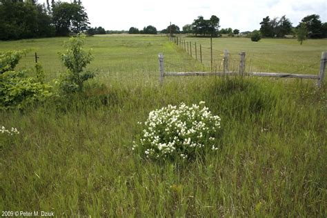 Ceanothus americanus (New Jersey Tea): Minnesota Wildflowers