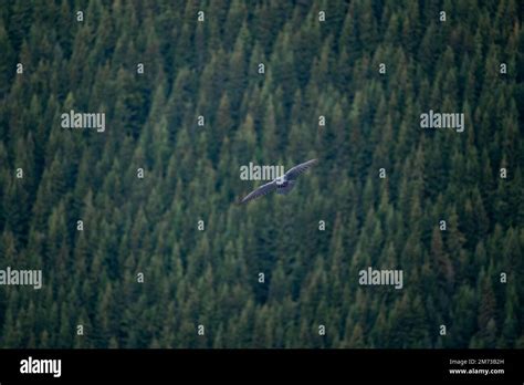 A bird's-eye view of a bird in flight over a green forest Stock Photo ...