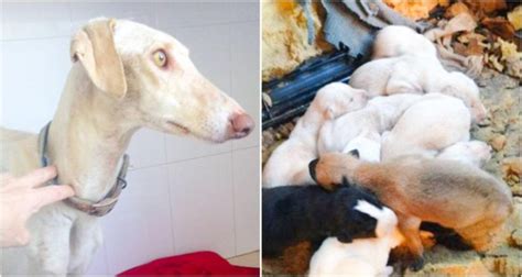 Injured dog walks three kilometers to save her puppies with the help of people