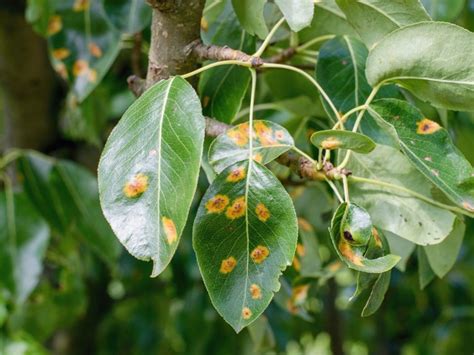 Rust Fungus Symptoms - Learn About Rust Treatment | Gardening Know How