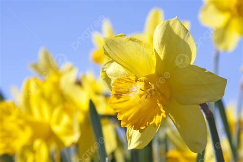 Yellow Daffodil Flowers Blue Flower Daffodils Photo Background And ...