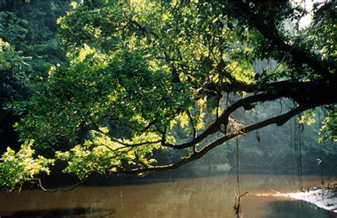 Hiking Expedition in the Amazon rainforest in French Guiana