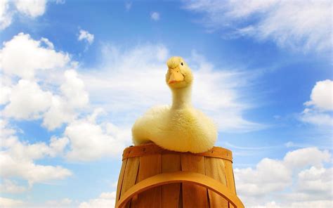 Of funny yellow duck computer HD wallpaper | Pxfuel