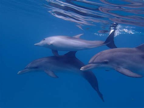 1519 best images about Dolphins on Pinterest