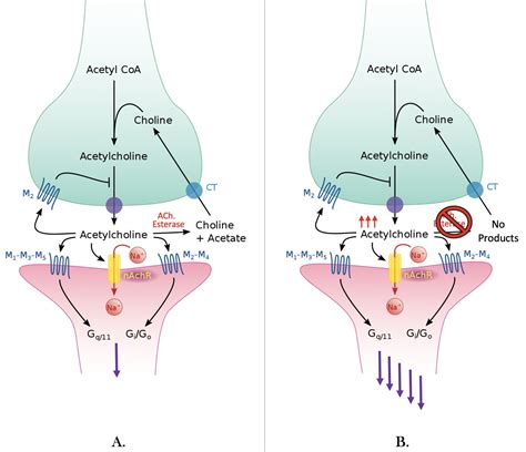 The Effects of Organophosphate Poisoning on the Human Body and What You Should Do. — Andréas Astier