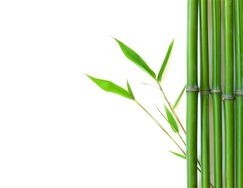 Bamboo Backgrounds Image - Wallpaper Cave