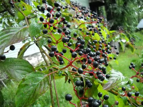 Cornus florida Archives - Henry Homeyer