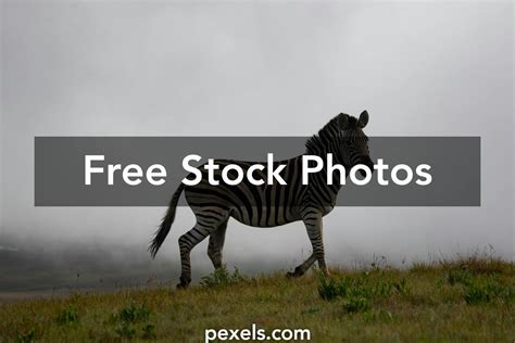 Savanna Grasslands Photos, Download The BEST Free Savanna Grasslands ...