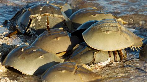 Horseshoe Crabs: Everything you need to know about this species